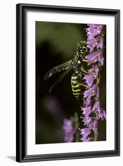 Polistes Dominula (European Paper Wasp)-Paul Starosta-Framed Photographic Print