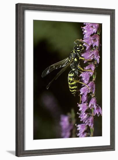 Polistes Dominula (European Paper Wasp)-Paul Starosta-Framed Photographic Print