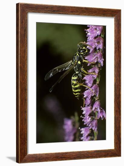 Polistes Dominula (European Paper Wasp)-Paul Starosta-Framed Photographic Print