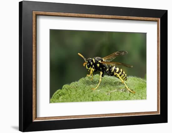 Polistes Dominula (European Paper Wasp)-Paul Starosta-Framed Photographic Print