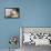 Polka Dot Chicken-Robert Goldwitz-Framed Premier Image Canvas displayed on a wall