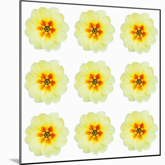 Polka Flowers III-James Guilliam-Mounted Giclee Print