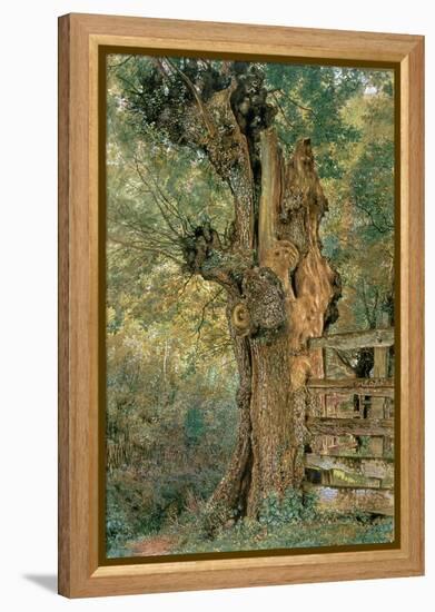 Pollard Elm on the Edge of the Village Pound-William Henry Hunt-Framed Premier Image Canvas