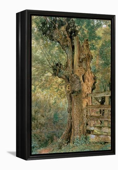 Pollard Elm on the Edge of the Village Pound-William Henry Hunt-Framed Premier Image Canvas