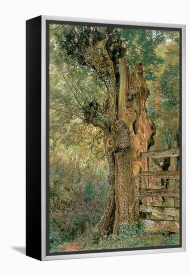 Pollard Elm on the Edge of the Village Pound-William Henry Hunt-Framed Premier Image Canvas