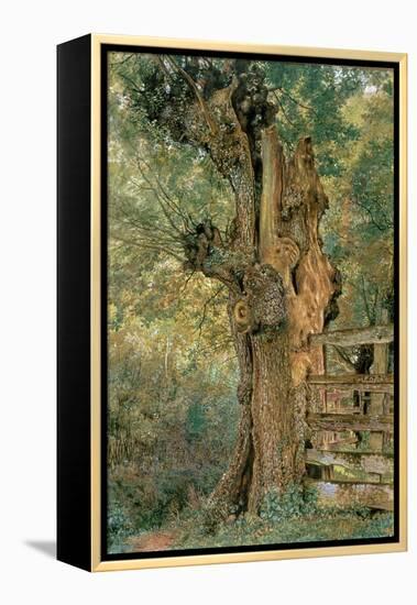 Pollard Elm on the Edge of the Village Pound-William Henry Hunt-Framed Premier Image Canvas