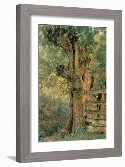 Pollard Elm on the Edge of the Village Pound-William Henry Hunt-Framed Giclee Print