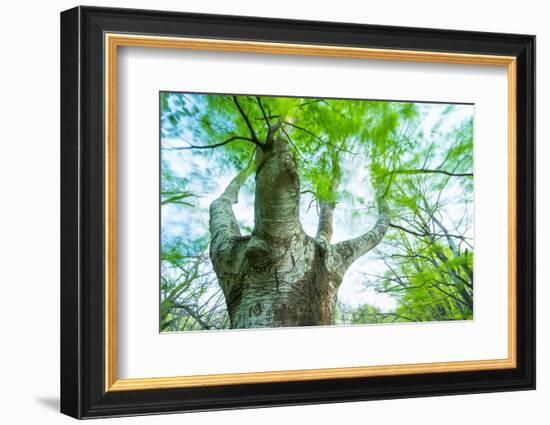 Pollarded European - Common Beech Tree (Fagus Sylvatica) in Beech Forest-Juan Carlos Munoz-Framed Photographic Print