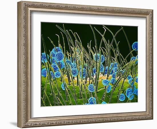 Pollen Grains on a Harelquin Bug, SEM-Susumu Nishinaga-Framed Photographic Print