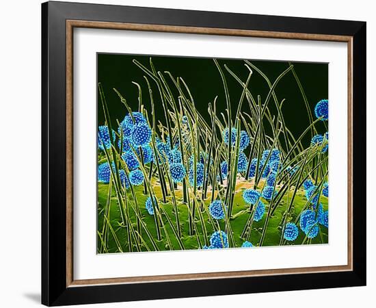 Pollen Grains on a Harelquin Bug, SEM-Susumu Nishinaga-Framed Photographic Print