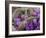 Pollen grains on the style of a Harebell, 0.14mm across-Alex Hyde-Framed Photographic Print