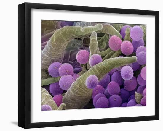 Pollen grains on the style of a Harebell, 0.14mm across-Alex Hyde-Framed Photographic Print