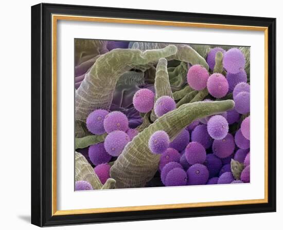 Pollen grains on the style of a Harebell, 0.14mm across-Alex Hyde-Framed Photographic Print