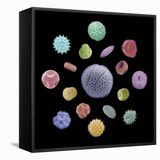 Pollen Grains, SEM-Steve Gschmeissner-Framed Premier Image Canvas