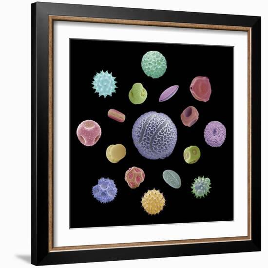 Pollen Grains, SEM-Steve Gschmeissner-Framed Premium Photographic Print