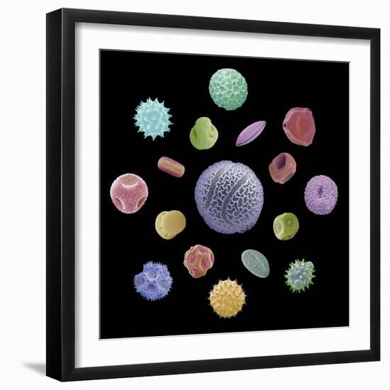 Pollen Grains, SEM-Steve Gschmeissner-Framed Premium Photographic Print