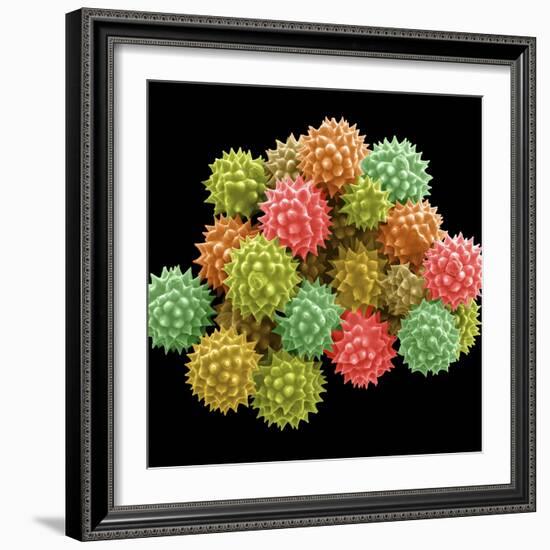 Pollen Grains-null-Framed Photographic Print