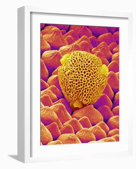 Pollen of a Geranium-Micro Discovery-Framed Photographic Print
