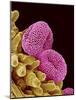 Pollen of a Geranium-Micro Discovery-Mounted Photographic Print