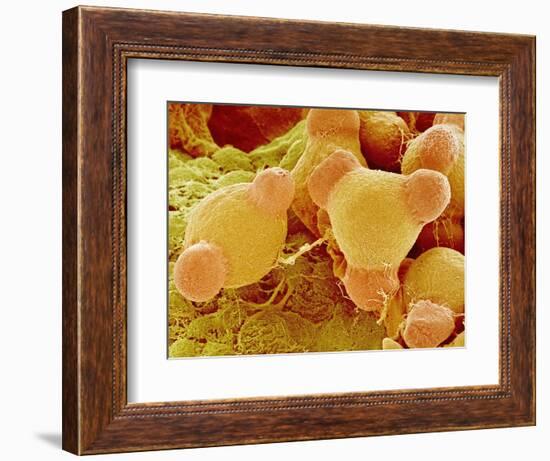 Pollen of Evening Primrose-Micro Discovery-Framed Photographic Print