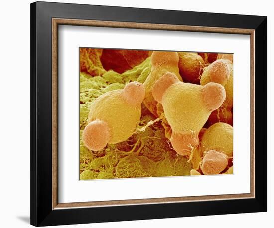 Pollen of Evening Primrose-Micro Discovery-Framed Photographic Print