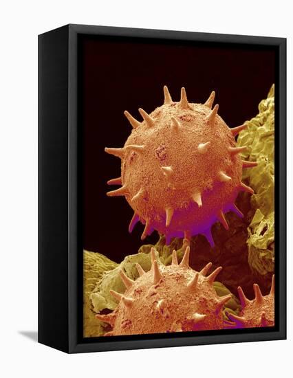 Pollen of Mallow-Micro Discovery-Framed Premier Image Canvas