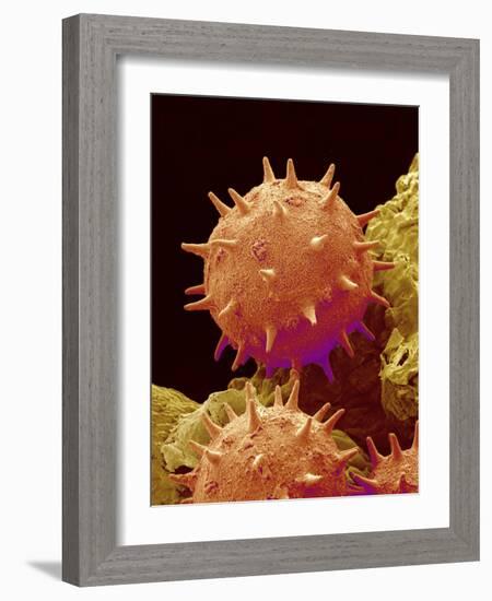 Pollen of Mallow-Micro Discovery-Framed Photographic Print