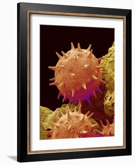 Pollen of Mallow-Micro Discovery-Framed Photographic Print