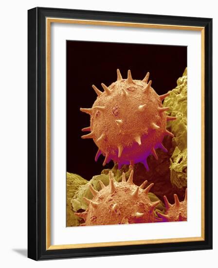Pollen of Mallow-Micro Discovery-Framed Photographic Print