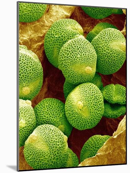 Pollen of Melon-Micro Discovery-Mounted Photographic Print