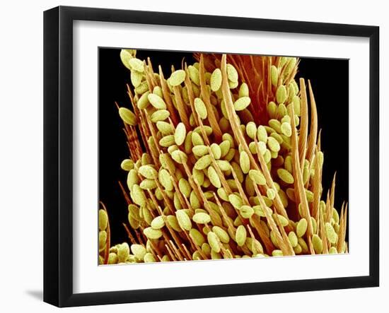 Pollen on a Bee Leg, SEM-Susumu Nishinaga-Framed Photographic Print