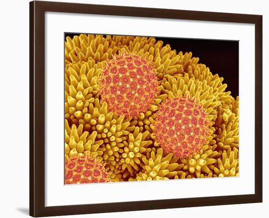 Pollen on Morning Glory Pistil-Micro Discovery-Framed Photographic Print