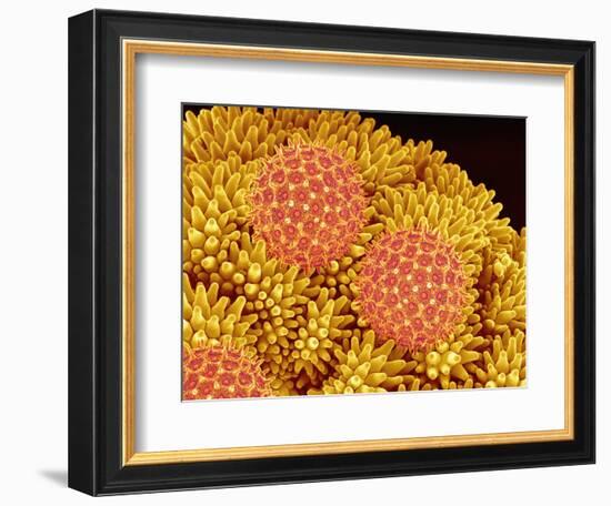 Pollen on Morning Glory Pistil-Micro Discovery-Framed Photographic Print