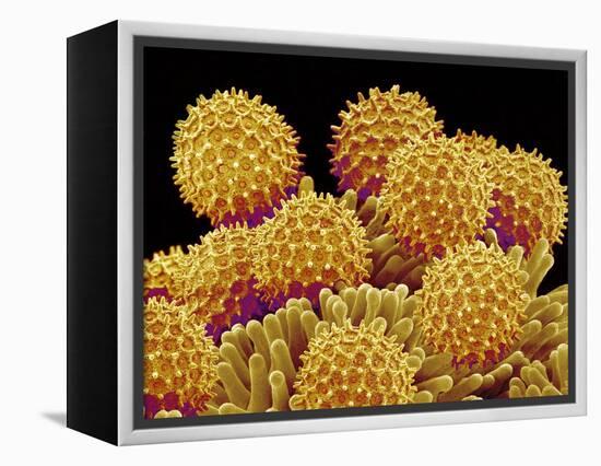 Pollen on pistel of a Morning glory-Micro Discovery-Framed Premier Image Canvas