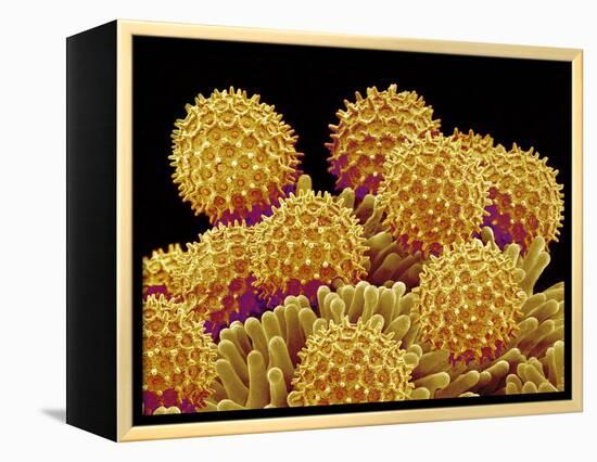 Pollen on pistel of a Morning glory-Micro Discovery-Framed Premier Image Canvas