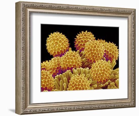 Pollen on pistel of a Morning glory-Micro Discovery-Framed Photographic Print
