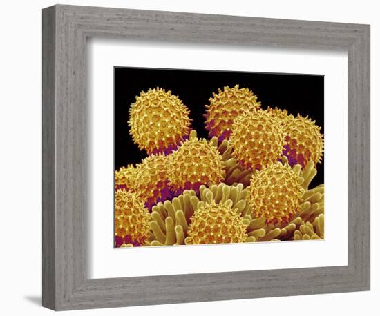 Pollen on pistel of a Morning glory-Micro Discovery-Framed Photographic Print