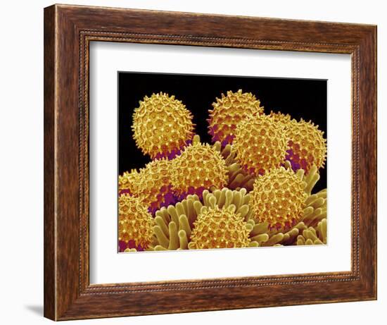 Pollen on pistel of a Morning glory-Micro Discovery-Framed Photographic Print