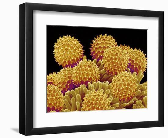 Pollen on pistel of a Morning glory-Micro Discovery-Framed Photographic Print