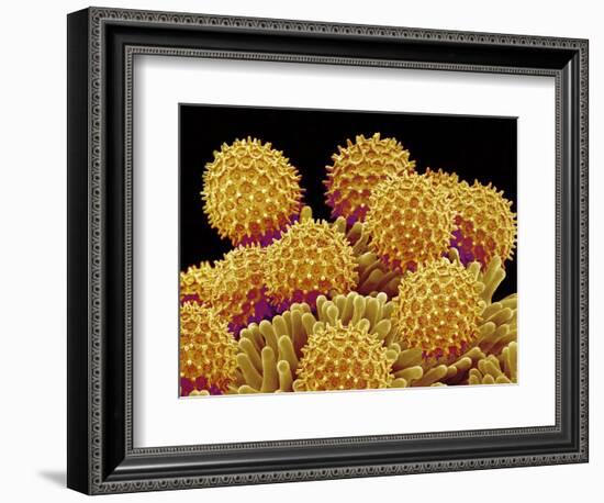 Pollen on pistel of a Morning glory-Micro Discovery-Framed Photographic Print