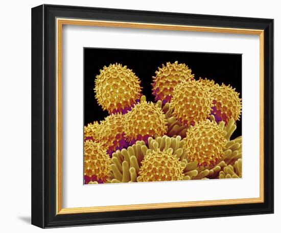 Pollen on pistel of a Morning glory-Micro Discovery-Framed Photographic Print