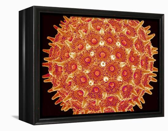 Pollen on pistel of  Morning glory-Micro Discovery-Framed Premier Image Canvas