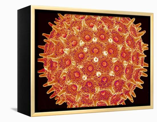 Pollen on pistel of  Morning glory-Micro Discovery-Framed Premier Image Canvas