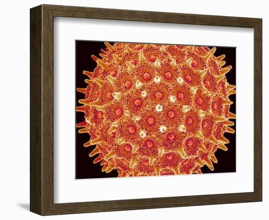 Pollen on pistel of  Morning glory-Micro Discovery-Framed Premium Photographic Print