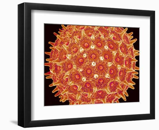 Pollen on pistel of  Morning glory-Micro Discovery-Framed Premium Photographic Print