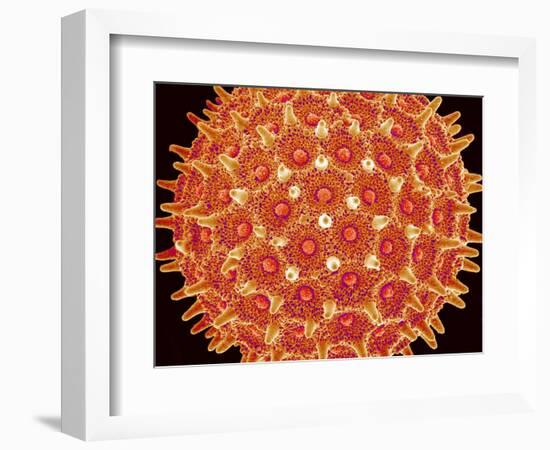 Pollen on pistel of  Morning glory-Micro Discovery-Framed Premium Photographic Print