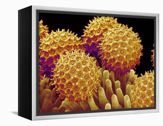 Pollen on pistel of Morning glory-Micro Discovery-Framed Premier Image Canvas