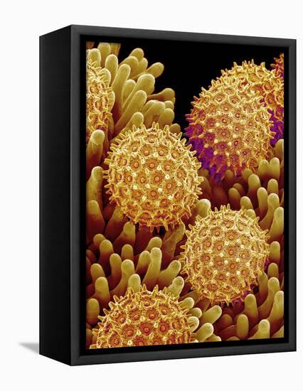 Pollen on pistel of Morning glory-Micro Discovery-Framed Premier Image Canvas