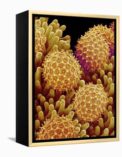 Pollen on pistel of Morning glory-Micro Discovery-Framed Premier Image Canvas