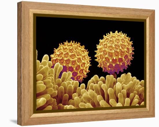 Pollen on pistel of Morning glory-Micro Discovery-Framed Premier Image Canvas